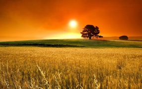 Поле пшеницы под оранжевым небом