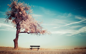 Bench midst of a blossoming tree