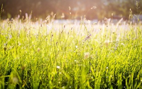 Ярко зеленая трава под солнцем