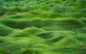 Волны травы под ветром в поле
