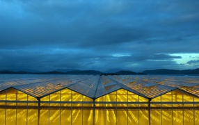 Yellow light in glass greenhouses