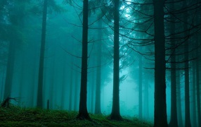 Blue fog in the forest