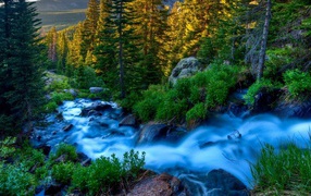 Blue stream among mountain forest