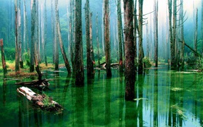 Лес подтоплен зеленой водой