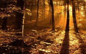 Золотой солнечный свет в лесу