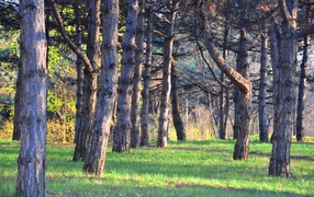Зеленая трава под стволами хвойных деревьев