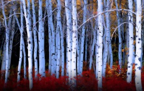 Red bushes among birches