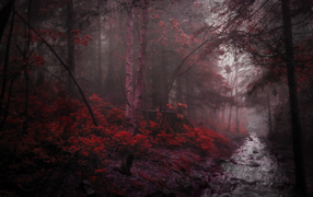 Река в чаще мрачного красного леса