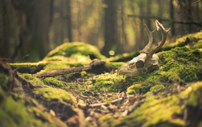 Skull of a deer in the woods