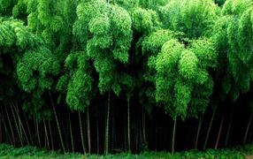 The dense bamboo forest