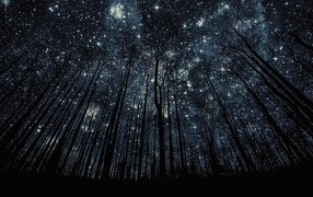 Trees without leaves on a background of stars