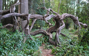 Twisted branches of a tree in the woods