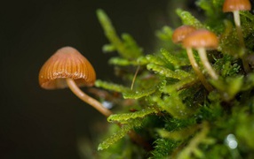 Макрофото маленьких грибов
