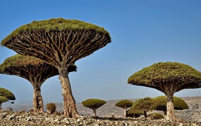 Необычные деревья в Африке