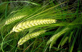 Колосья пшеницы на стеблях