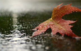 Autumn leaf lying in the rain