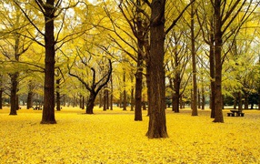Ковер из желтых листьев в парке