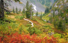 Early autumn in mountain forest