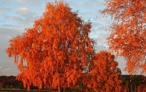 Orange leaves on autumn trees