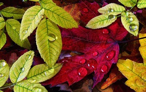 Красные и зеленые осенние листья
