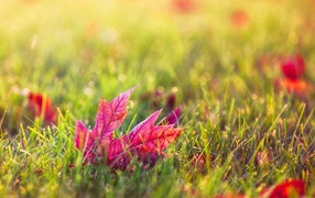 Красный осенний лист в зеленой траве газона