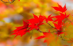 Красные листья на фоне желтых