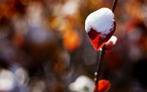 Снег на красном листике