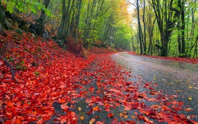 The road is strewn with red leaves