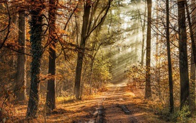 The sun's rays through the trees in the autumn forest