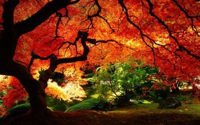Under the canopy of red autumn tree
