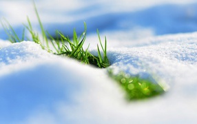 Grass makes its way from under the white snow