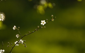 Spring flowers on a branch
