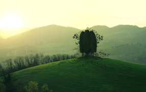 Three trees on a hill