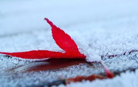 A layer of snow on a red leaf