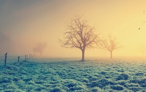 Bare trees in the winter morning mist