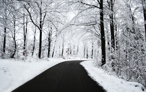 Black highway in white woods
