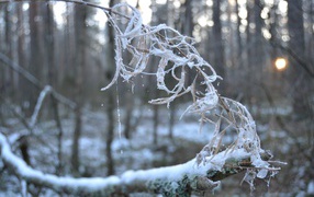 Frosted branch