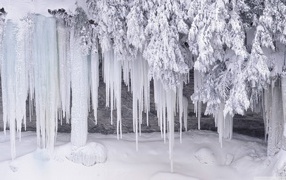 Icicles on the branches