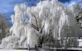 Rime covered all branches of willow