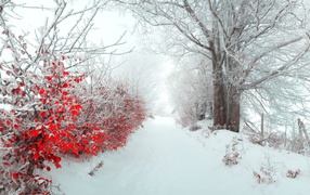 Snow on red leaves