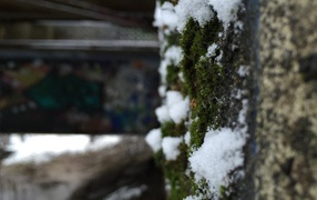 Snow on the moss-covered wall