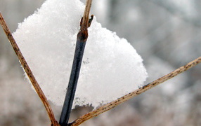 The snow on the branch herbs