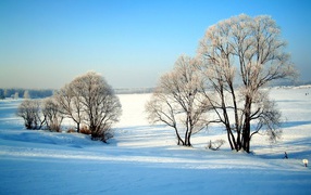 Trees in frost in the middle of untouched snow in a field