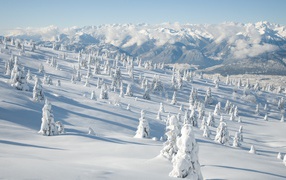 Trees on a hillside covered with snow