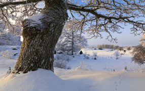 	   A thick tree in the snow