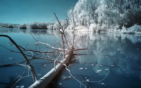 	   Dry tree on a frozen river