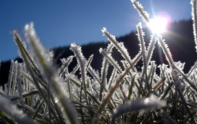 	   The grass in the frost