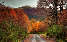 Road in the autumn forest at the foot of the mountain, Chile