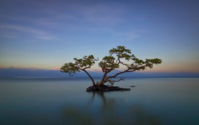 Дерево среди озера в Пуэрто-Рико