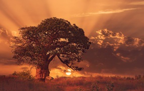 Огромный баобаб на закате в Африке